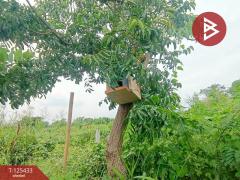 ขายบ้านเดี่ยวพร้อมที่ดิน 208 ตารางวา พระสมุทรเจดีย์ สมุทรปราการ-202510291552081761727928723.jpg