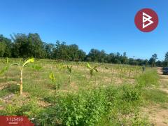 ขายที่ดิน เนื้อที่ 1 ไร่ 1 งาน 66.3 ตารางวา ต.ไม้งาม ตาก แบ่งขายเป็นแปลง-202510291600071761728407872.jpg