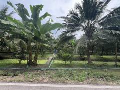 ขายที่ดินสวยๆ สวนส้มโอและมะพร้าวน้ำหอม อ.อัมพวา จ.สมุทรสงคราม เนื้อที่ 1 ไร่ 36 ตารางวา 