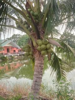 ให้เช่า บ้านชั้นเดียว เล่นระดับ 50ตรว. วิวบึงน้ำ อยู่อ.บางเลน นครปฐม ใกล้วัดเกาะแรต 