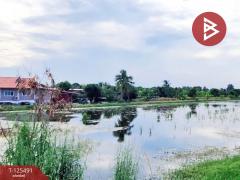 ขายที่ดิน 2 แปลง เนื้อที่ 13 ไร่ 1 งาน 38 ตารางวา ไทรน้อย นนทบุรี-202510301118431761797923782.jpg