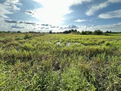 ขายที่ดินเปล่า ผังสีม่วงเข้ม พื้นที่อุตสาหกรรม อำเภอพนัสนิคม จังหวัดชลบุรี-202510301454111761810851166.jpg