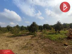 ขายที่ดินพร้อมสวนผสม เนื้อที่ 29 ไร่ 3 งาน 79 ตารางวา ขลุง จันทบุรี-202510301743591761821039601.jpg