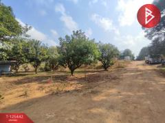 ขายที่ดินพร้อมสวนผสม เนื้อที่ 29 ไร่ 3 งาน 79 ตารางวา ขลุง จันทบุรี-202510301744001761821040147.jpg