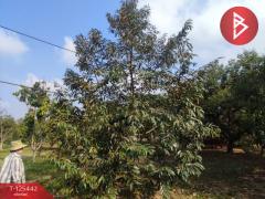 ขายที่ดินพร้อมสวนผสม เนื้อที่ 29 ไร่ 3 งาน 79 ตารางวา ขลุง จันทบุรี-202510301744011761821041634.jpg