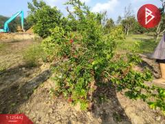 ขายที่ดินพร้อมสวนผสม เนื้อที่ 29 ไร่ 3 งาน 79 ตารางวา ขลุง จันทบุรี-202510301744031761821043590.jpg