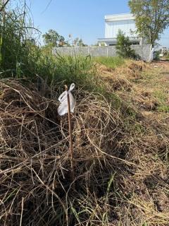 ขายที่ดินถมแล้ว 2 แปลงติดกัน พร้อมโฉนด คลอง 5 ธัญบุรี 2 งาน 80 ตรว. เข้าออกได้ 2 ทาง ใกล้มอเตอร์เวย์ ฟรีโอน-202510311128491761884929239.jpg