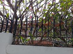 Sale old house with large land about 1 rai need to new build at sukhumvit54-50 two way to entrance soi-202510311215341761887734096.jpg