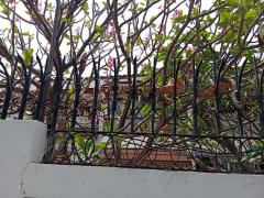  ขายบ้านเดี่้ยวเก่าแปลงใหญ่  1 ไร่ ใกล้ทางด่วนและถนนใหญ่ สุขุมวิท 54 ใกล้ ห้างโลตัส อ่อนนุช และ บีทีเอส อ่อนนุช-202510311220481761888048848.jpg