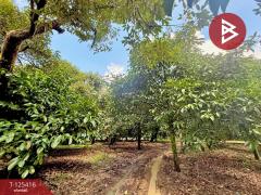 ขายที่ดิน เนื้อที่ 8 ไร่ 2 งาน 19.9 ตร.วา คลองนารายณ์ จันทบุรี-202510311224371761888277639.jpg