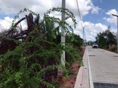 ขายที่ดินซอยคู่สร้างคู่สม 2 ไร่ 3 งาน 99 ตารางวา ติดถนนคอนกรีตสาธารณะ อ.พระสมุทรเจดีย์ จ.สมุทรปราการ 095-879-4465-202510311919011761913141469.jpeg