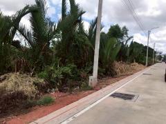 ขายที่ดินซอยคู่สร้างคู่สม 2 ไร่ 3 งาน 99 ตารางวา ติดถนนคอนกรีตสาธารณะ อ.พระสมุทรเจดีย์ จ.สมุทรปราการ 095-879-4465-202510311919031761913143464.jpeg