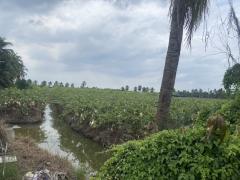 ขาย ที่ดิน สวนสวย 19-3-86 ไร่ บางช้าง อ.สามพราน จ.นครปฐม เหมาะทำการเกษตร คลังเก็บสินค้า