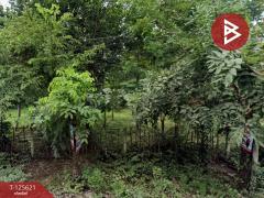 ขายที่ดิน เนื้อที่ 1 ไร่ 3 งาน 34 ตารางวา อำเภอพล ขอนแก่น-202511010903231761962603602.jpg