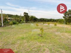 ขายที่ดิน เนื้อที่ 1 ไร่ 73 ตร.วา มะขาม จันทบุรี-202511010934261761964466798.jpg