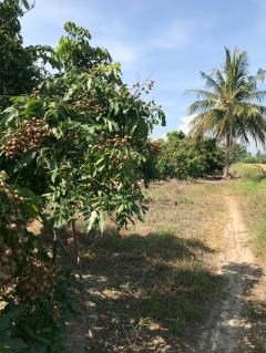 ขาย ที่ดินสวนลำไย 4ไร่ 99ตร.ว. อ.ดอยหลวง จ.เชียงใหม่