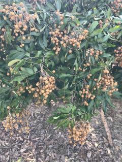 ขาย ที่ดินสวนลำไย 4ไร่ 99ตร.ว. อ.ดอยหลวง จ.เชียงใหม่-202511011211181761973878878.jpg