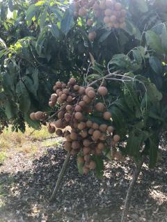 ขาย ที่ดินสวนลำไย 4ไร่ 99ตร.ว. อ.ดอยหลวง จ.เชียงใหม่-202511011211191761973879544.jpg