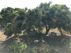 ขาย ที่ดินสวนลำไย 4ไร่ 99ตร.ว. อ.ดอยหลวง จ.เชียงใหม่-202511011211201761973880211.jpg