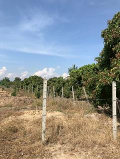 ขาย ที่ดินสวนลำไย 4ไร่ 99ตร.ว. อ.ดอยหลวง จ.เชียงใหม่-202511011211211761973881016.jpg