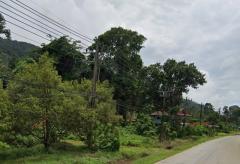 ขายที่ดิน แปลงสวย อ.เกาะช้าง จ.ตราด ขนาด 1-0-42 ไร่ ใกล้ท่าเทียบเรือเกาะช้าง-202511011442091761982929119.jpg