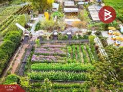 ขายที่ดินพร้อมกิจการคาเฟ่ เนื้อที่ 14 ไร่ 42.9 ตารางวา ชัยพร เมืองบึงกาฬ-202511011513511761984831553.jpg