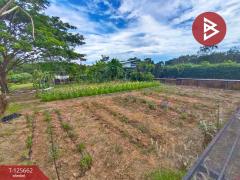 ขายที่ดินพร้อมกิจการคาเฟ่ เนื้อที่ 14 ไร่ 42.9 ตารางวา ชัยพร เมืองบึงกาฬ-202511011513551761984835320.jpg