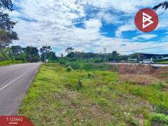 ขายที่ดินพร้อมกิจการคาเฟ่ เนื้อที่ 14 ไร่ 42.9 ตารางวา ชัยพร เมืองบึงกาฬ-202511011513561761984836962.jpg