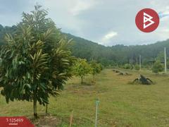 ขายที่ดิน เนื้อที่ 12 ไร่ 36.5 ตารางวา ต.เขาแก้ว ท่าใหม่ จันทบุรี-202511021200481762059648648.jpg