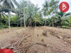 ขายที่ดิน เนื้อที่ 3 งาน 65.9 ตร.วา อัมพวา สมุทรสงคราม-202511021530171762072217638.jpg