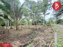 ขายที่ดิน เนื้อที่ 3 งาน 65.9 ตร.วา อัมพวา สมุทรสงคราม-202511021530191762072219804.jpg