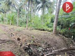 ขายที่ดิน เนื้อที่ 3 งาน 65.9 ตร.วา อัมพวา สมุทรสงคราม-202511021530211762072221347.jpg