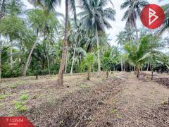 ขายที่ดิน เนื้อที่ 3 งาน 65.9 ตร.วา อัมพวา สมุทรสงคราม-202511021530211762072221863.jpg