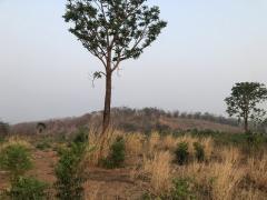 ใกล้ปีใหม่ดูทรัพย์มีมูลค่า ธรรมชาติเนินเขา ที่ดินโฉนดแบ่งขาย หล่มเก่า เพชรบูรณ์ ใกล้ภูทับเบิก โทร 0968821857