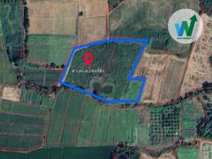 ที่ดินเปล่า 9ไร่ 3 งาน 66.4ตารางวา ต.บ้านกลาง อ.หล่มสัก จ.เพชรบูรณ์-202511031713461762164826549.jpg