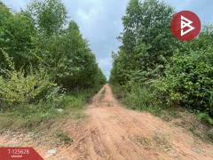 ขายที่ดิน เนื้อที่ 48 ไร่ 3 งาน บ้านไผ่ ขอนแก่น-202511031738451762166325506.jpg