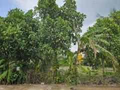 ขายที่ดินถมแล้วบางเลน (รหัสทรัพย์ 202569) ต.นราภิรมย์ อ.บางเลน จ.นครปฐม ขนาด 221 ตรว-202511040702361762214556353.jpg