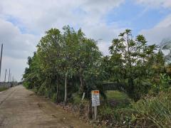 ขายที่ดินถมแล้วบางเลน (รหัสทรัพย์ 202569) ต.นราภิรมย์ อ.บางเลน จ.นครปฐม ขนาด 221 ตรว-202511040702361762214556840.jpg