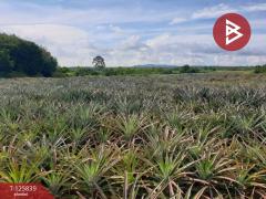 ขายที่ดิน เนื้อที่ 9 ไร่ 2 งาน 21 ตร.วา บางละมุง ชลบุรี-202511041113341762229614067.jpg