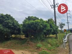 ขายที่ดิน เนื้อที่ 8 ไร่ 96.2 ตร.วา เทิง เชียงราย-202511041446311762242391234.jpg