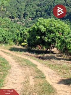 ขายที่ดิน เนื้อที่ 8 ไร่ 96.2 ตร.วา เทิง เชียงราย-202511041446321762242392960.jpg