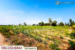 DD-944670 ที่ดินโคกกลาง 45 ไร่ 387 ตร.ว. โนนสะอาด อุดรธานี ใกล้สำนักงานสาธารณสุขอำเภอโนนสะอาด-202511041607151762247235914.jpg