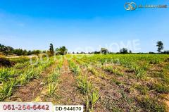 DD-944670 ที่ดินโคกกลาง 45 ไร่ 387 ตร.ว. โนนสะอาด อุดรธานี ใกล้สำนักงานสาธารณสุขอำเภอโนนสะอาด-202511041607161762247236481.jpg