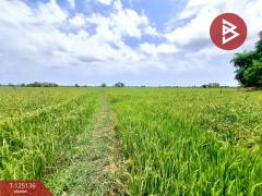 ขายที่ดินเปล่า เนื้อที่ 5 ไร่ 2 งาน 78 ตารางวา จังหาร ร้อยเอ็ด-202511051144241762317864365.jpg