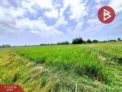 ขายที่ดินเปล่า เนื้อที่ 5 ไร่ 2 งาน 78 ตารางวา จังหาร ร้อยเอ็ด-202511051144251762317865427.jpg