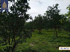 ที่ดิน อำเภอ เถิน จังหวัด ลำปาง 35 ไร่ติดถนนสายเอเชียและแม่น้ำวังพัฒนา-202511051205511762319151803.jpg