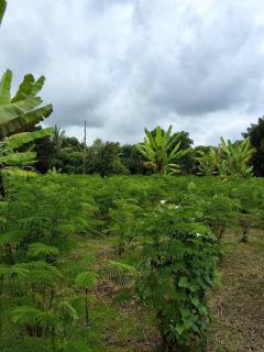 ขายบ้านพร้อมสวน 2 ไร่ 2 งาน 20 ตร.ว. ทำเลทองใกล้ศูนย์ราชการปราจีนบุรี บรรยากาศร่มรื่น เจ้าของขายเอง-202511051410471762326647432.jpg