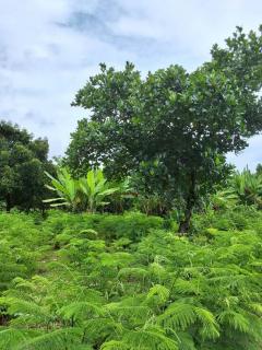 ขายบ้านพร้อมสวน 2 ไร่ 2 งาน 20 ตร.ว. ทำเลทองใกล้ศูนย์ราชการปราจีนบุรี บรรยากาศร่มรื่น เจ้าของขายเอง-202511051410501762326650445.jpg