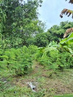 ขายบ้านพร้อมสวน 2 ไร่ 2 งาน 20 ตร.ว. ทำเลทองใกล้ศูนย์ราชการปราจีนบุรี บรรยากาศร่มรื่น เจ้าของขายเอง-202511051410531762326653514.jpg