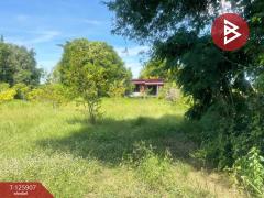 ขายที่ดินพร้อมสิ่งปลูกสร้าง เนื้อที่ 7 ไร่ ประโคนชัย บุรีรัมย์-202511051527541762331274118.jpg